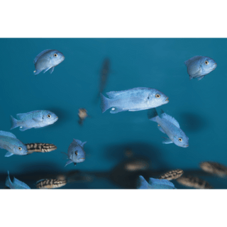 Pseudotropheus Maylandia Zebra Blue Malawi African Cichlid.