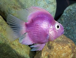 Purple Parrot Fish Hybrid Amphilophus citrinellus × Vieja melanurus 5cm.