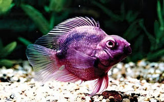 Purple Parrot Fish Hybrid Amphilophus citrinellus × Vieja melanurus 5cm.