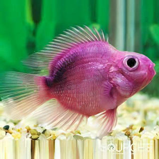 Purple Parrot Fish Hybrid Amphilophus citrinellus × Vieja melanurus 5cm.