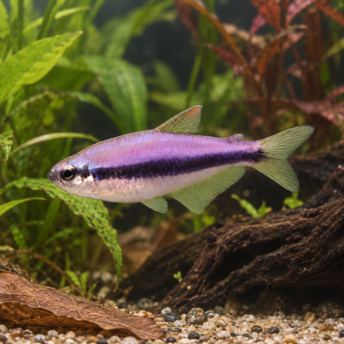 Purple Emperor Tetra