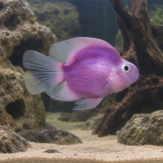 Purple Parrot Fish Hybrid