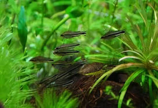 Pygmy Corydoras Pygmaeus 1cm Catfish.
