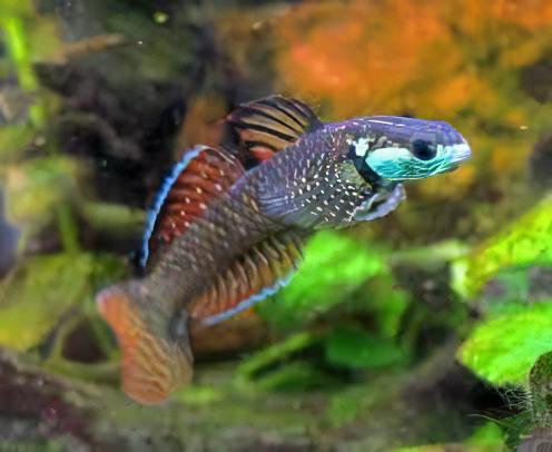 Rainbow Goby Stiphodon Ornatus 3cm.
