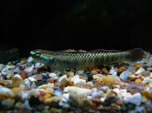 Rainbow Goby Stiphodon Ornatus 3cm.
