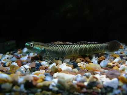 Rainbow Goby Stiphodon Ornatus 3cm.