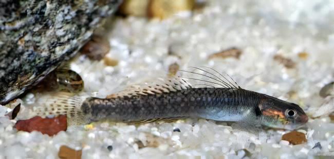 Rainbow Goby Stiphodon Ornatus 3cm.
