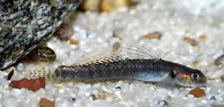 Rainbow Goby Stiphodon Ornatus 3cm.
