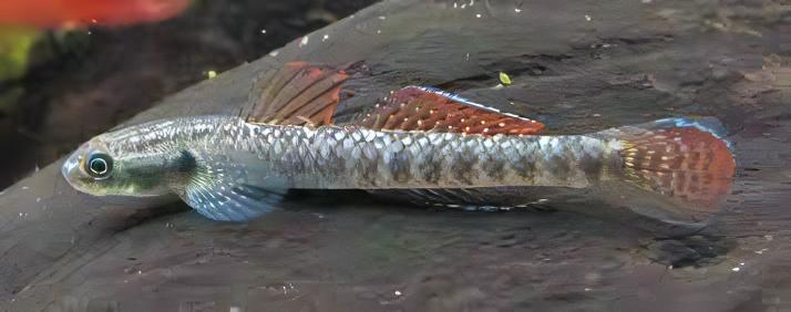 Rainbow Goby Stiphodon Ornatus 3cm.