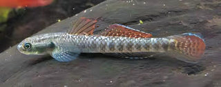 Rainbow Goby Stiphodon Ornatus 3cm.