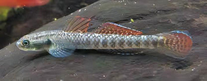 Rainbow Goby Stiphodon Ornatus 3cm.