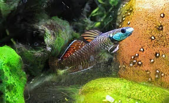 Rainbow Goby Stiphodon Ornatus 3cm.