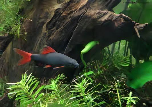 Rainbow Shark Epalzeorhynchos Frenatum 5cm.