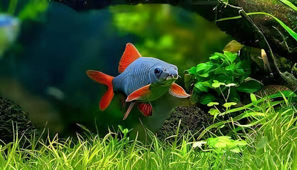 Rainbow Shark Epalzeorhynchos Frenatum 5cm.