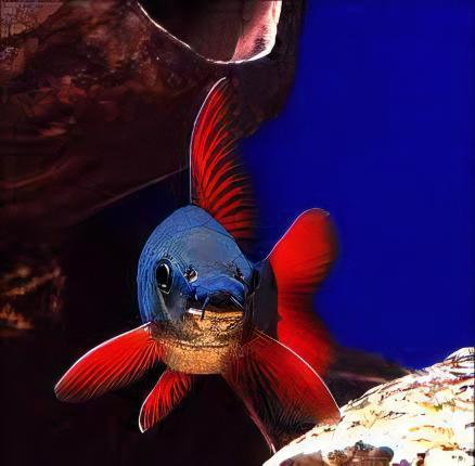 Rainbow Shark Epalzeorhynchos Frenatum 5cm.