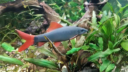 Rainbow Shark Epalzeorhynchos Frenatum 5cm.