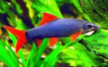 Rainbow Shark Epalzeorhynchos Frenatum 5cm.