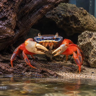 Rainbow Crab