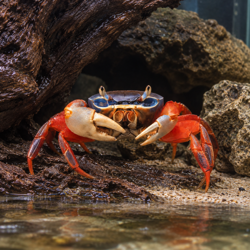 Rainbow Crab