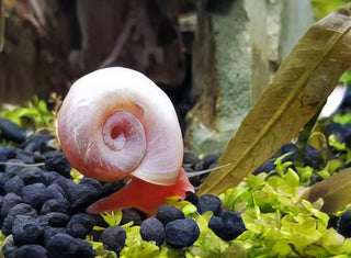 Pink Ramshorn Snail Planorbella Duryi 2cm.