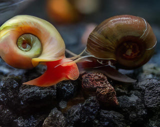 Pink Ramshorn Snail Planorbella Duryi 2cm.