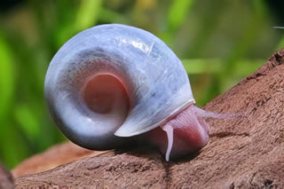 Pink Ramshorn Snail Planorbella Duryi 2cm.