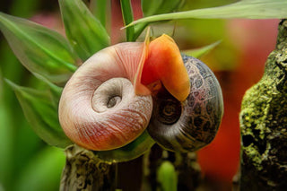 Pink Ramshorn Snail Planorbella Duryi 2cm.