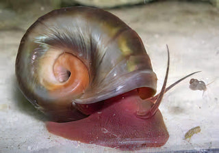 Pink Ramshorn Snail Planorbella Duryi 2cm.