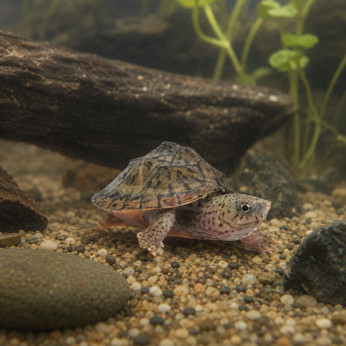 Razor Back Musk Turtle 