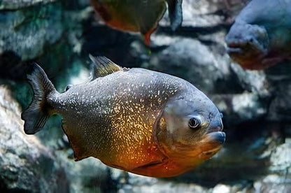 Red Bellied Piranha Serrasalmus Nattereri.