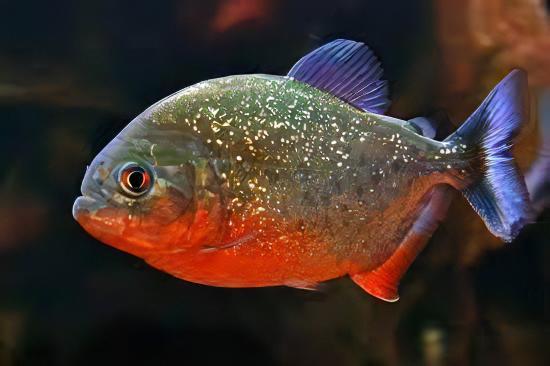 Red Bellied Piranha Serrasalmus Nattereri.