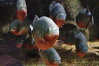 Red Bellied Piranha Serrasalmus Nattereri.