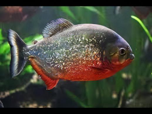 Red Bellied Piranha Serrasalmus Nattereri.
