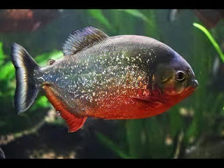 Red Bellied Piranha Serrasalmus Nattereri.