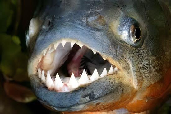 Red Bellied Piranha Serrasalmus Nattereri.