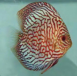 Red Checkerboard Turquoise Discus.