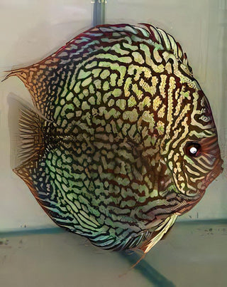 Red Checkerboard Turquoise Discus.
