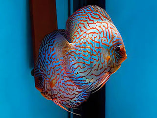 Red Checkerboard Turquoise Discus.