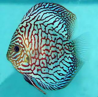 Red Checkerboard Turquoise Discus.