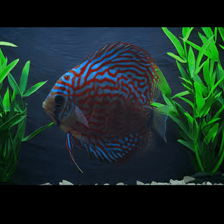 Red Checkerboard Turquoise Discus.