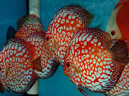 Red Jaguar Discus.
