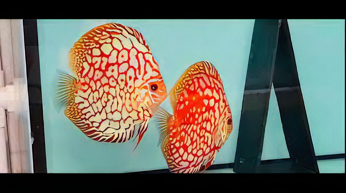 Red Jaguar Discus.