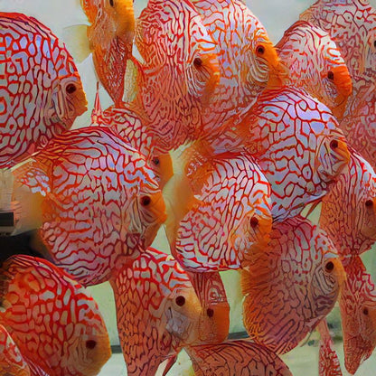 Red Jaguar Discus.