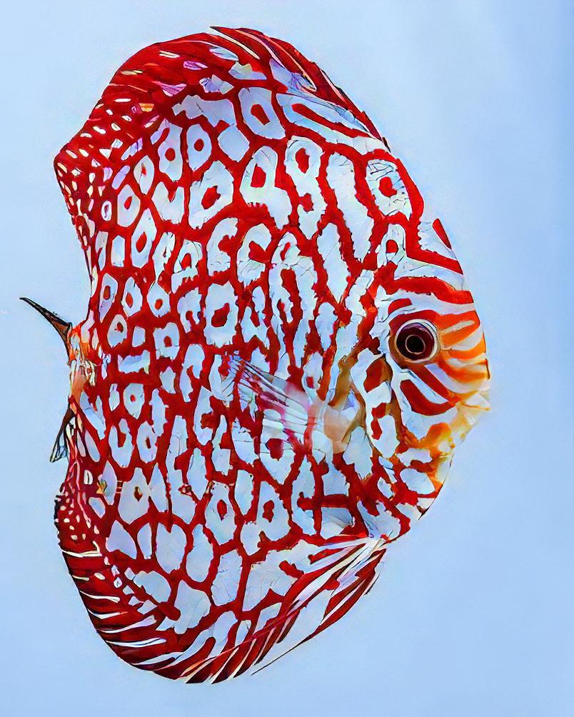 Red Jaguar Discus.