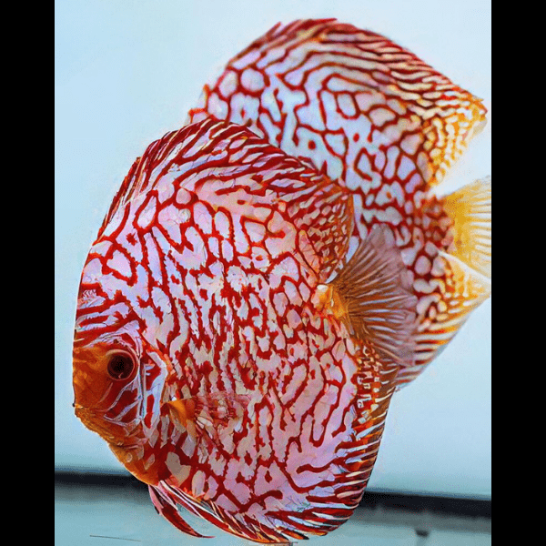 Red Jaguar Discus.