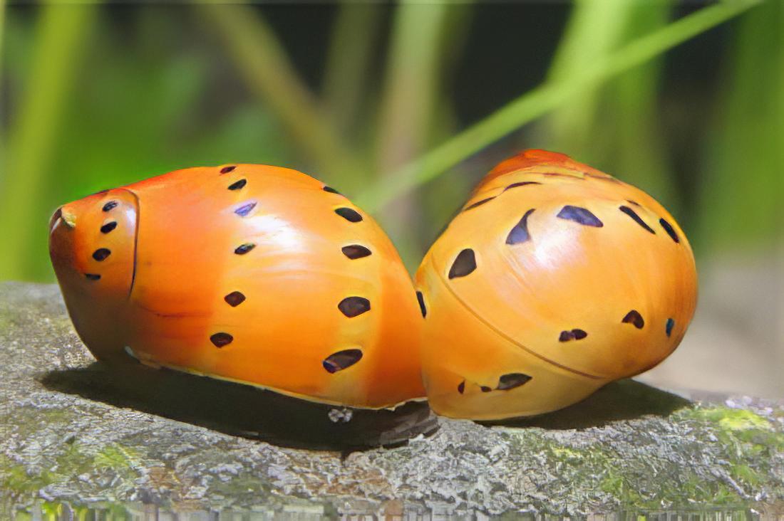 Red Onion Snail Vittina Semiconica 2cm.