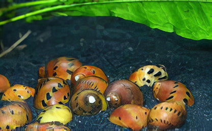 Red Onion Snail Vittina Semiconica 2cm.