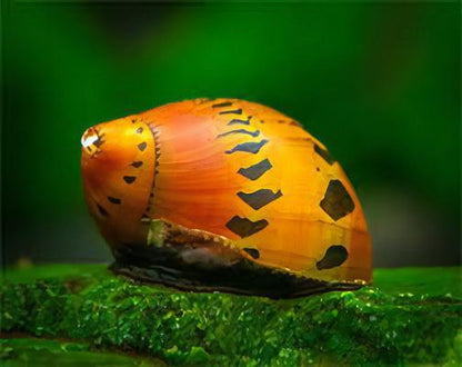 Red Onion Snail Vittina Semiconica 2cm.