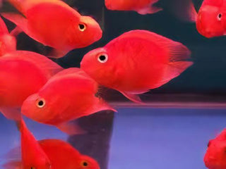 Red Parrot Fish Hybrid Amphilophus citrinellus × Vieja melanurus 5cm.