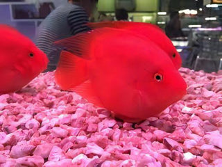 Red Parrot Fish Hybrid Amphilophus citrinellus × Vieja melanurus 5cm.